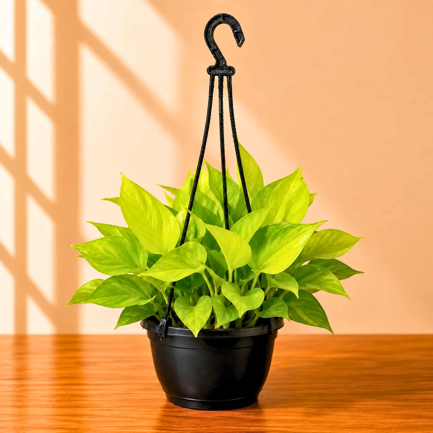 Golden Money Plant Live Plant with Hanging Pot | Indoor Air Purifying Ornamental Live Plant | Ideal for Home & Office