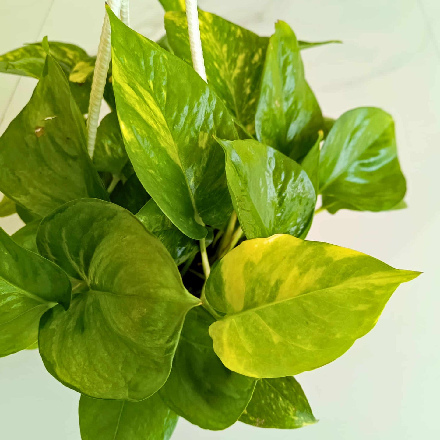 Money Plant Green Live Plant with Hanging Pot | Indoor Air Purifying Ornamental Live Plant | Ideal for Home & Office