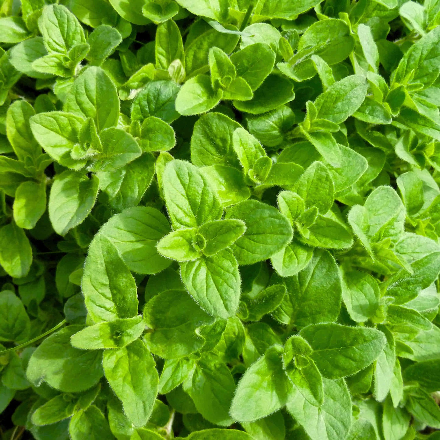 Oregano Seeds - 200 Seeds (ओरिगैनो के बीज) High-Germination Herb Seeds for Pots, Balcony & Home Garden
