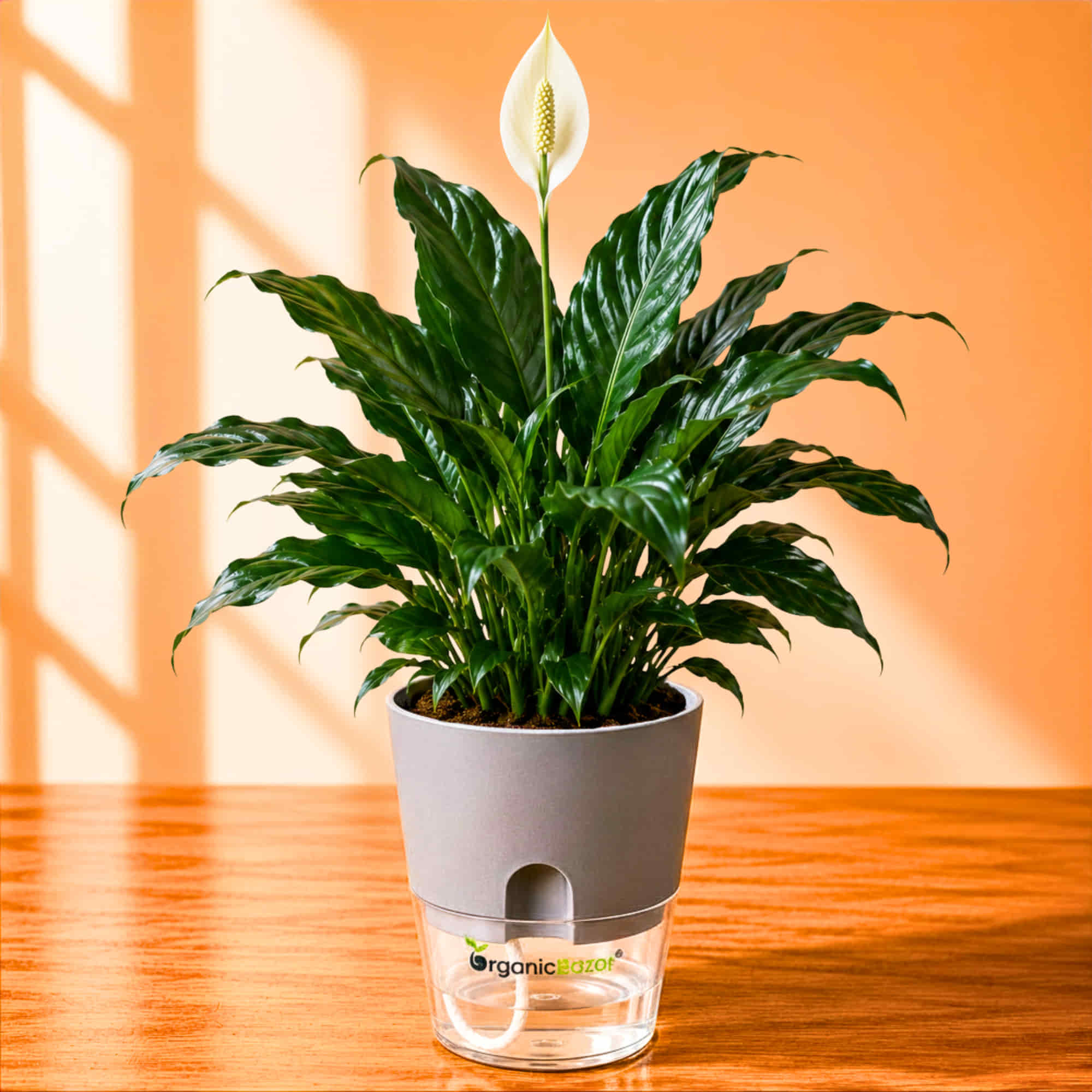 peace lily air purifying plant Peace Lily (Spathiphyllum) Live Plant Online – OrganicBazar – Organicbazar