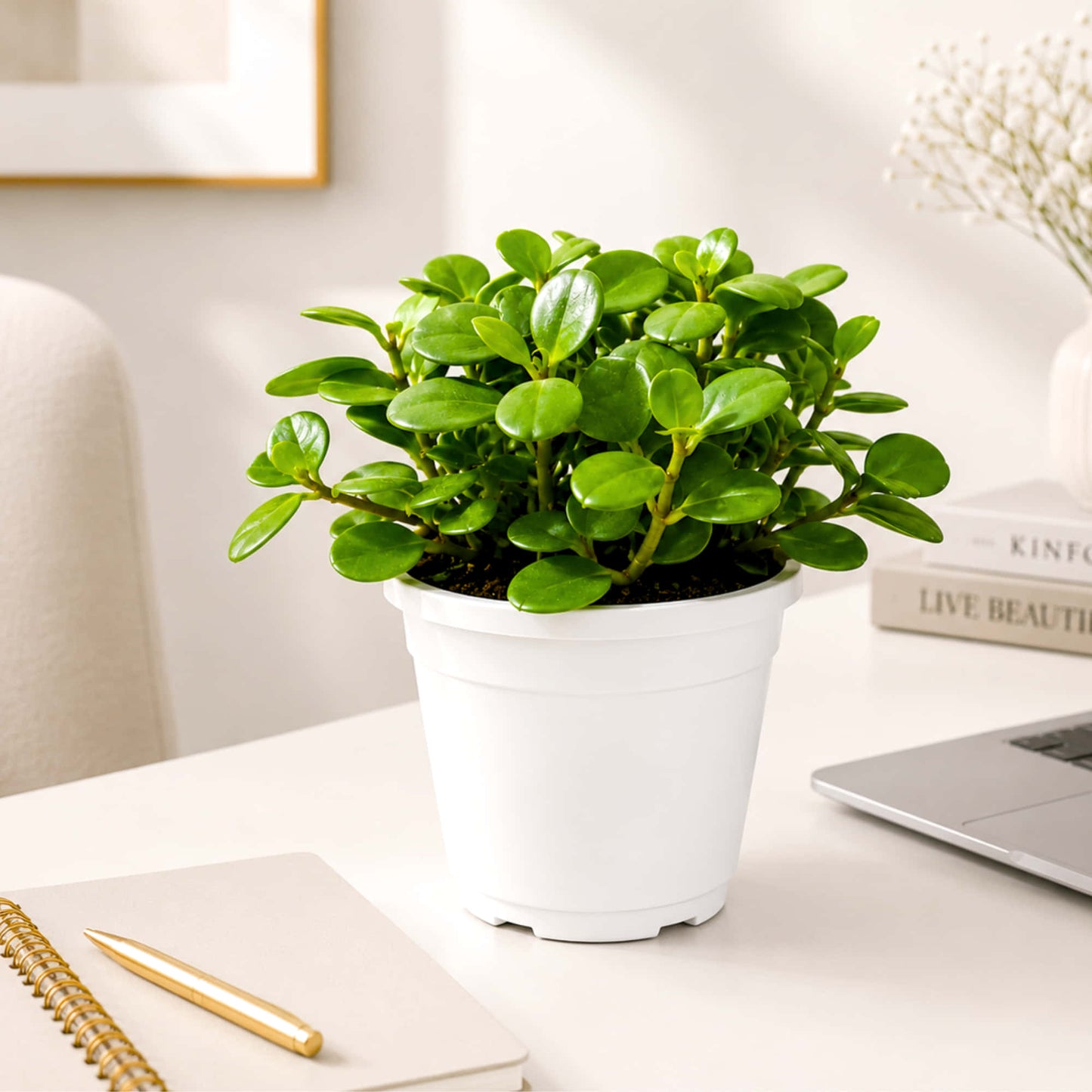 Peperomia Pecuniifolia Coin Leaf Live Plant