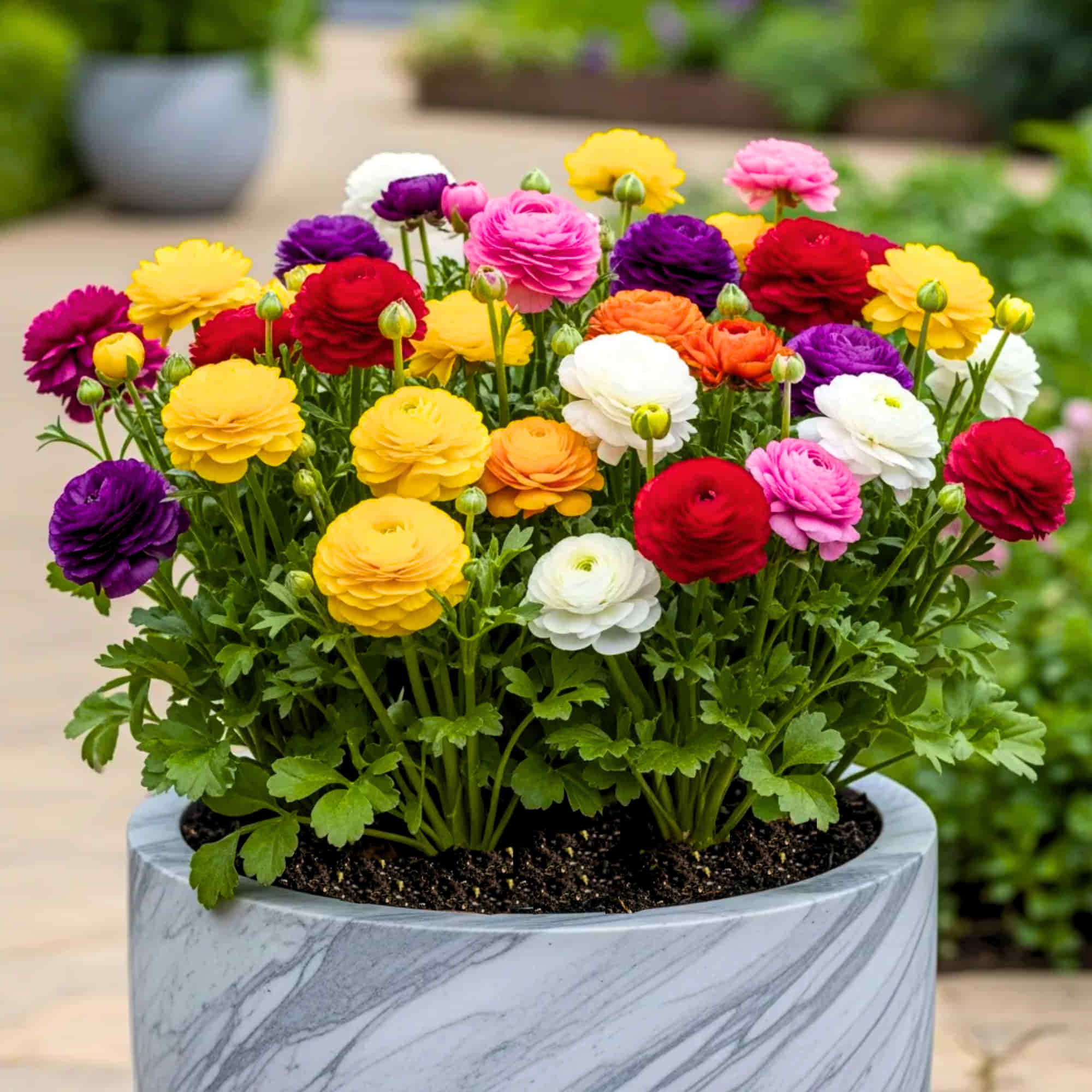 potted ranunculus plant Buy Ranunculus Flower Bulbs Online India (Mixed Color)- OrganicBazar – Organicbazar