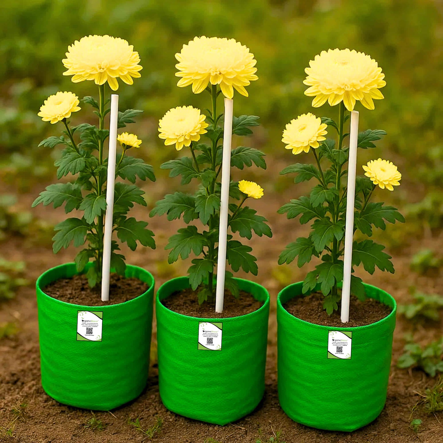 PVC Plant Support Sticks for Home Garden (White, Pack of 8)| Creepers & Climbers | Vertical Growth Support for Plants & Flowers