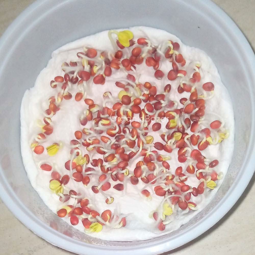 Radish (Mooli) Seeds White Long - 250 Seeds (मूली के बीज)