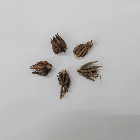 Ranunculus Orange Flower Bulbs (05 Bulbs)