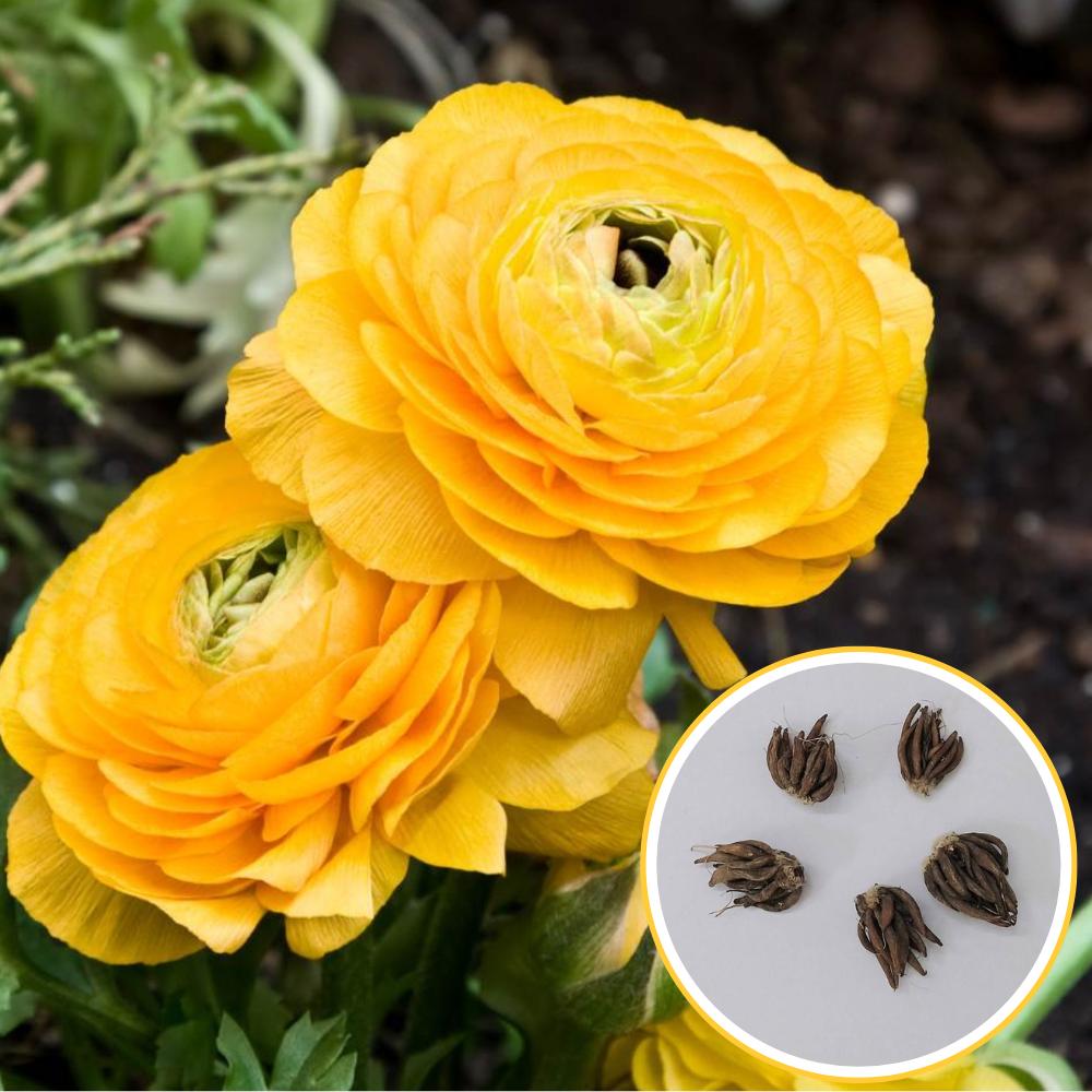 Ranunculus Yellow Flower Bulbs (05 Bulbs) Best Quality Bulbs for Balcony & Terrace Gardening