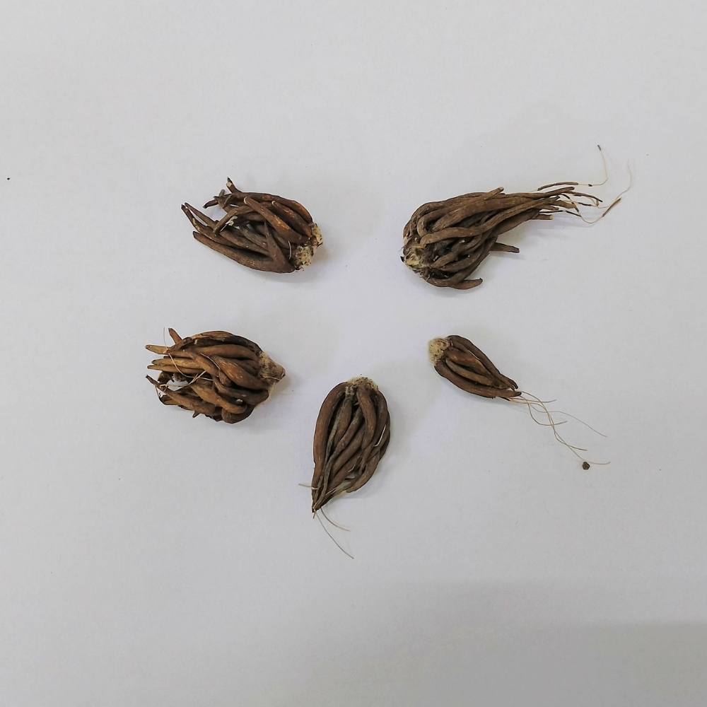 Ranunculus Pink Flower Bulbs (05 Bulbs)