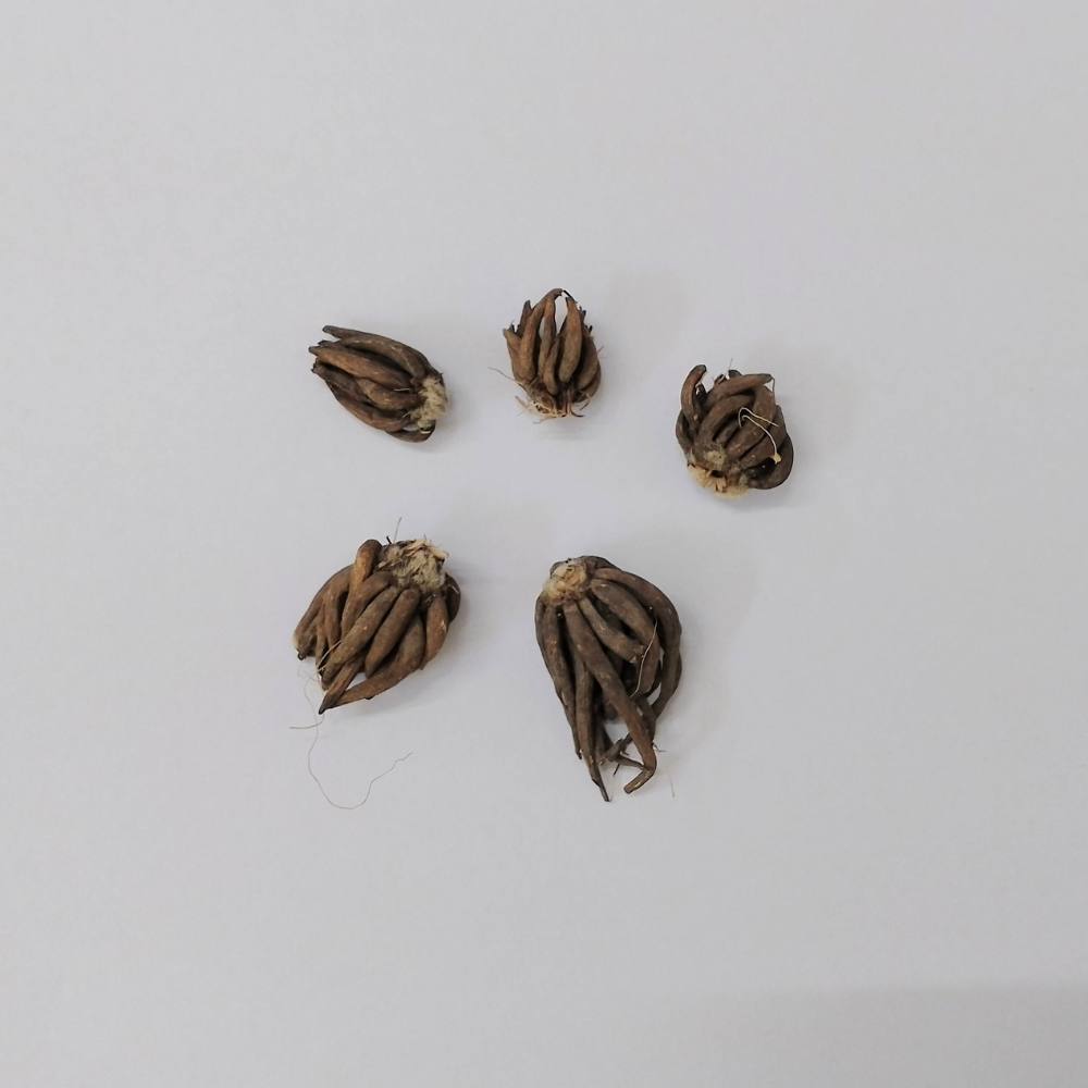 Ranunculus Red Flower Bulbs (05 Bulbs)