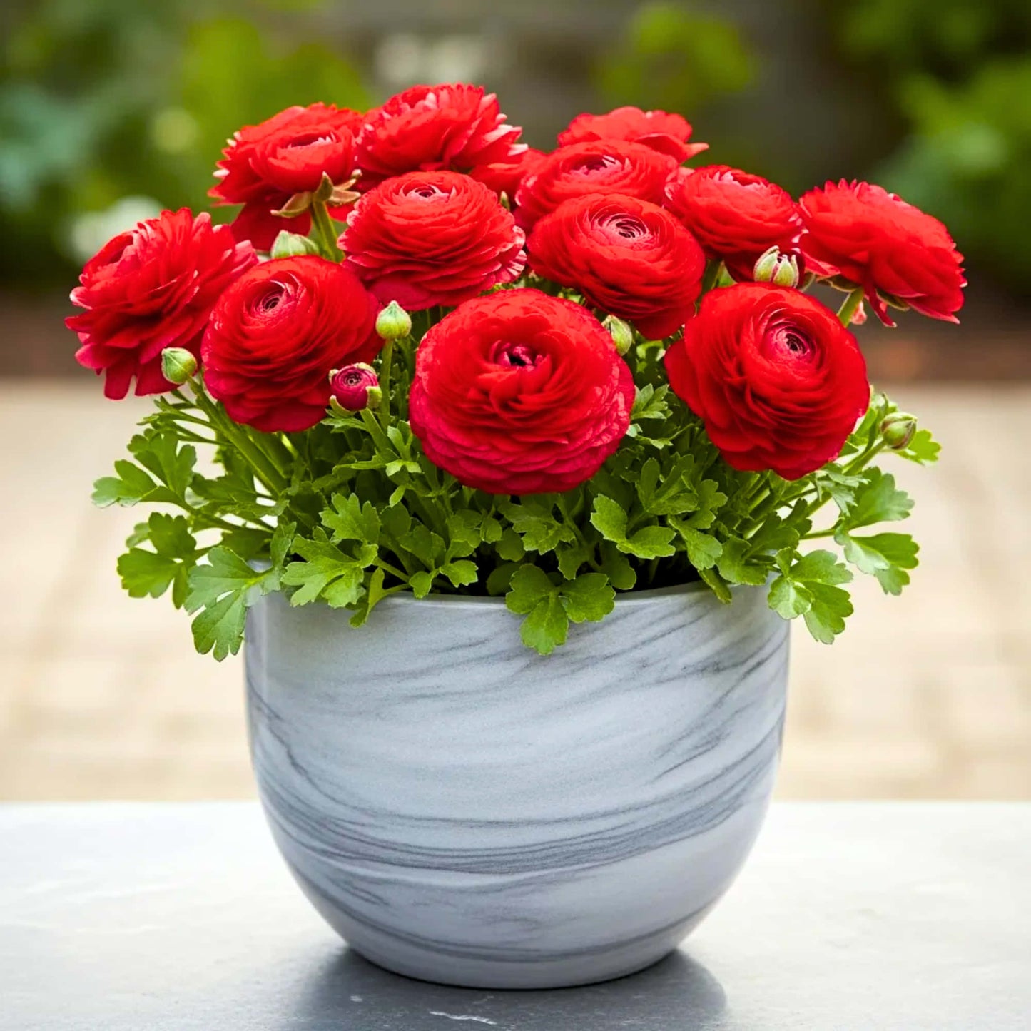 Ranunculus Red Flower Bulbs (05 Bulbs)