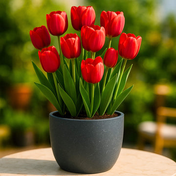 Tulip Red Flower Bulbs (05N)