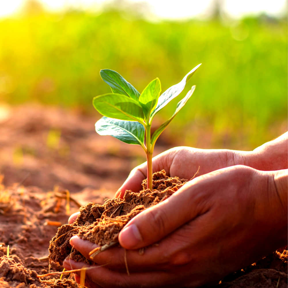 Natural River Sand Multi-Purpose Pure Organic Plants Soil Mix Additive