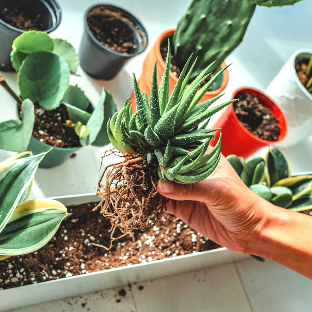 Natural River Sand Multi-Purpose Pure Organic Plants Soil Mix Additive