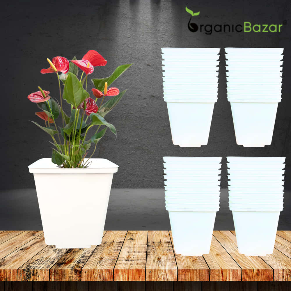 Square Nursery Pot for Seedlings (White)