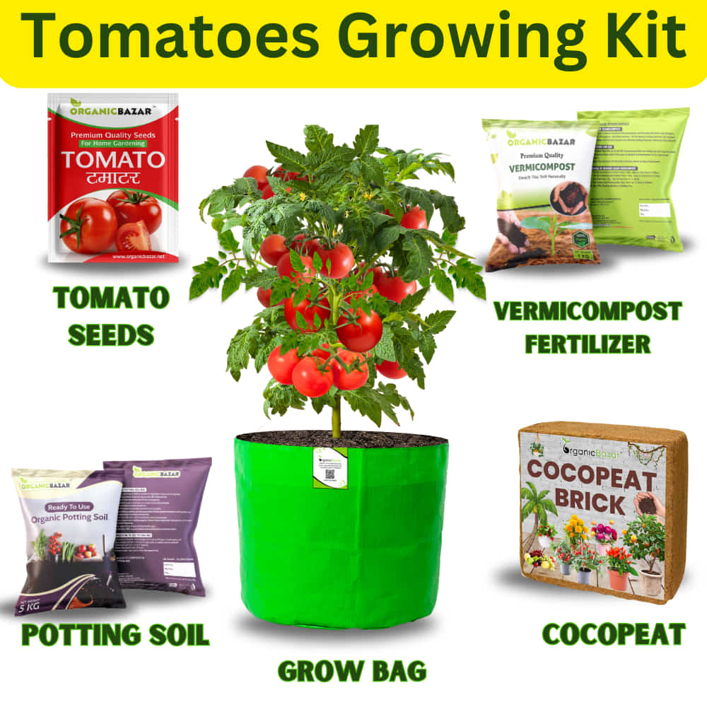 planting tomatoes in bags of potting soil Grow Your Own Tomato with Our Complete growing Kit- – Organicbazar