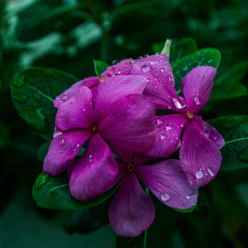 Vinca Tattoo Blueberry Seeds - 10 Seeds (Periwinkle/ Sadabahar)