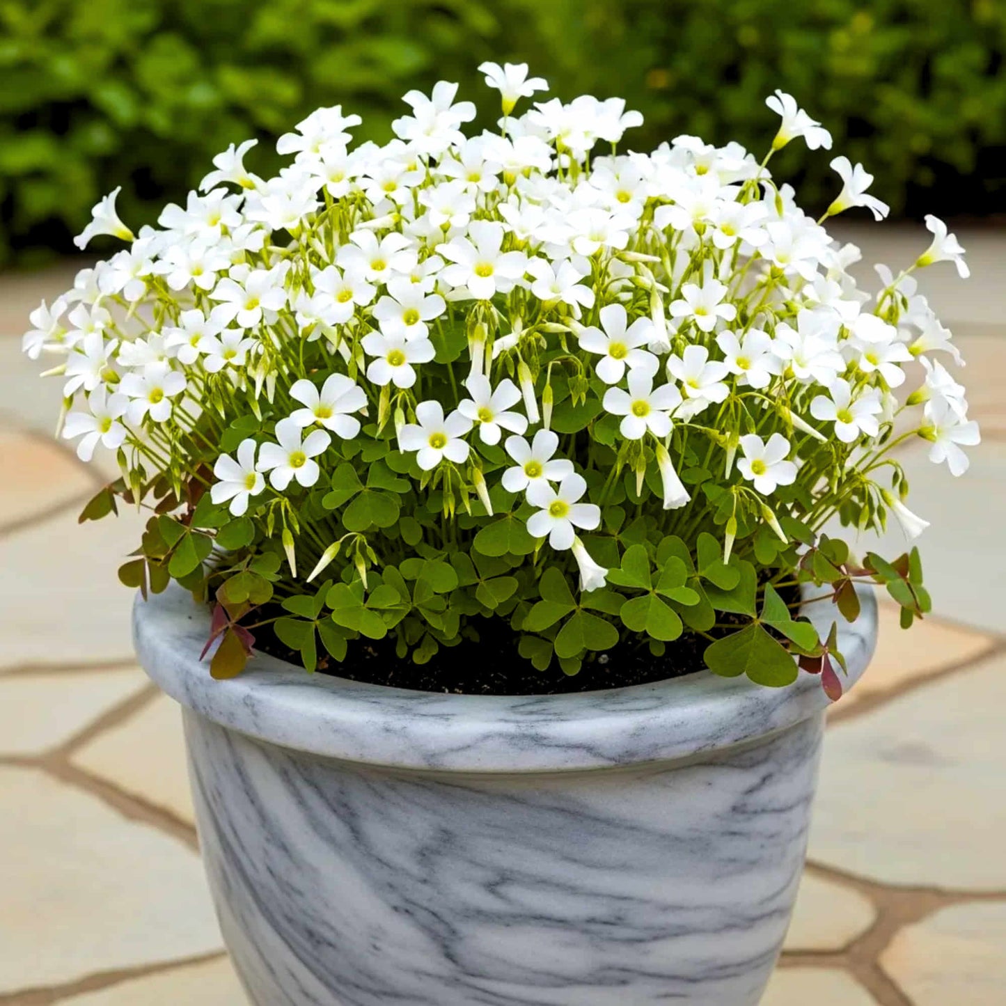 Oxalis White Flower Bulbs (05N)