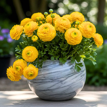 Ranunculus Yellow Flower Bulbs (05 Bulbs)