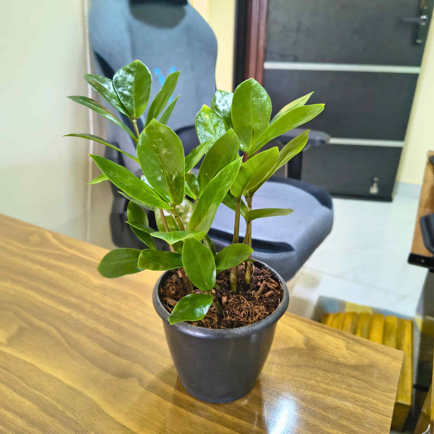 ZZ Plant Green Live Plant | Indoor Air Purifying Ornamental Plant | Ideal for Home & Office