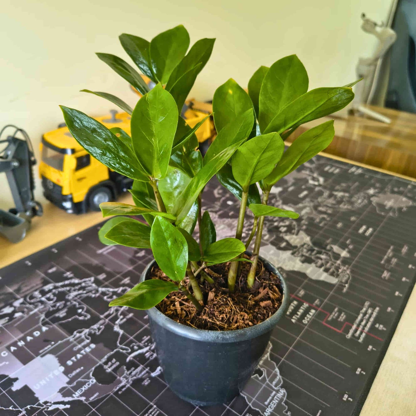 ZZ Plant Green Live Plant | Indoor Air Purifying Ornamental Plant | Ideal for Home & Office