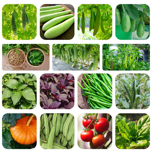 15 Easy To Grow Summer Vegetables Seeds Kit For Home Garden (1)