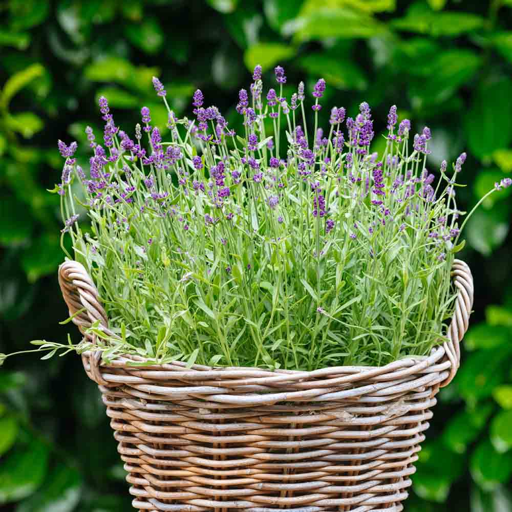 Organic Lavender Seeds, Herb Seeds in Packets & Bulk