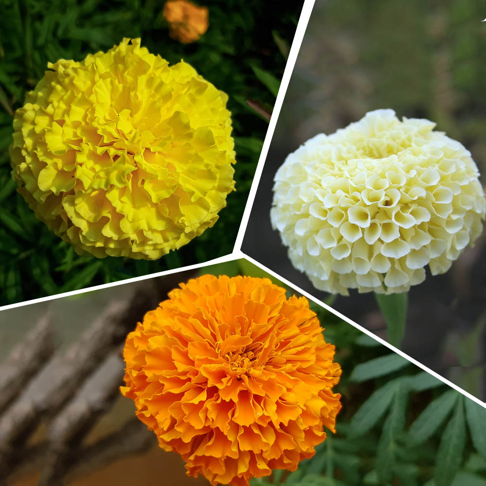 marigold yellow flower seeds Buy 3 Different Color Varieties Marigold Flower Seeds Combo Pack online – Organicbazar