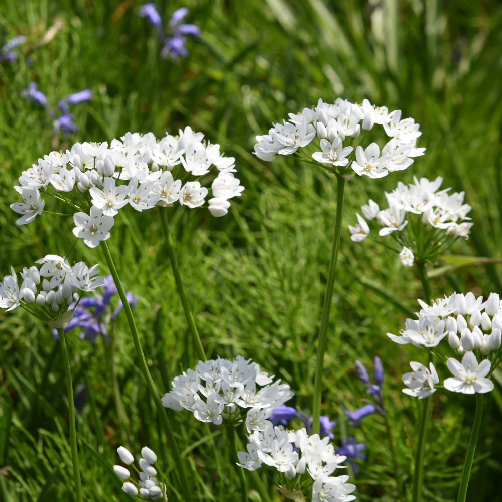 Allium Cowanii (White) Flower Bulbs