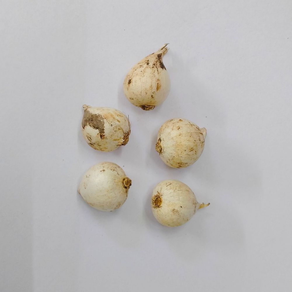 Allium Molly (Yellow) Flower Bulbs