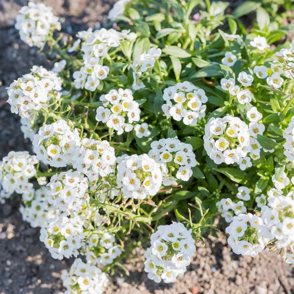 Alyssum White Flower Seeds (1)