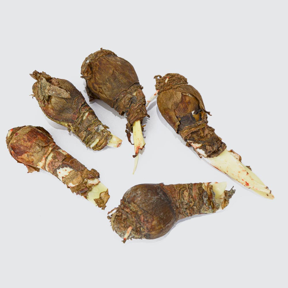 Amarylis Lily Mix Flower Bulb