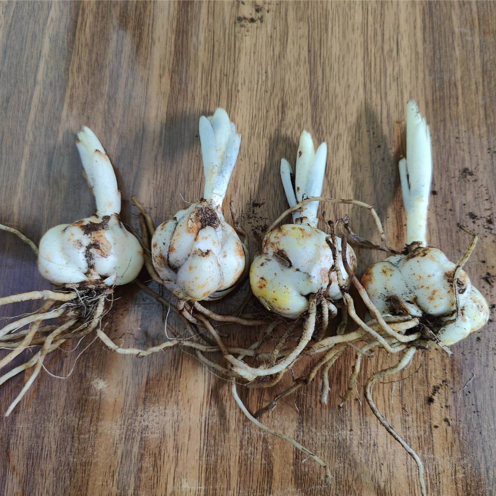 Asiatic (Lilium) Lily Yellow Flower Bulbs