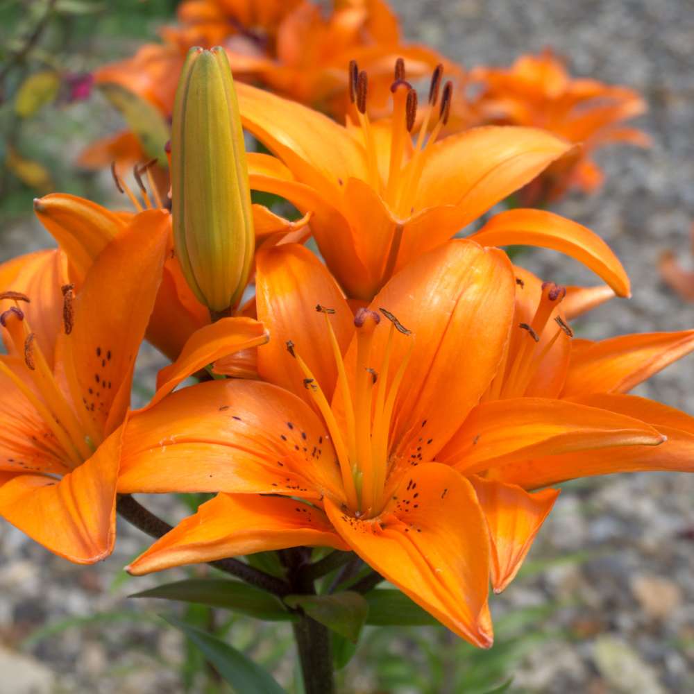 Asiatic Orange Bulb (1)