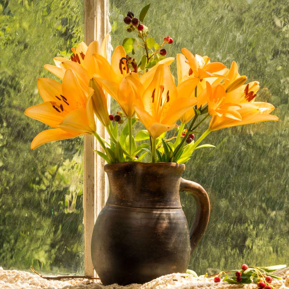 Asiatic (Lilium) Lily Orange Flower Bulbs