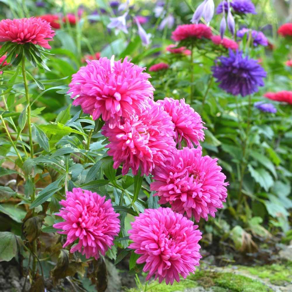 Aster Formula Mix Seeds