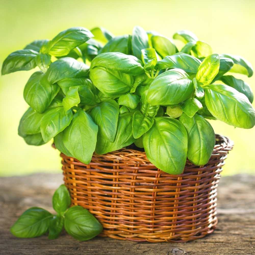 Buy Best Quality Italian Basil Large leaf Seeds Online