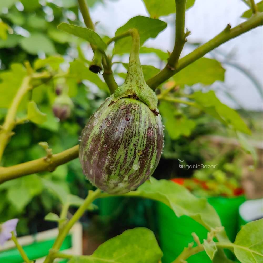 Brinjal Light Purple Green Variegated F1 Hybrid Seeds