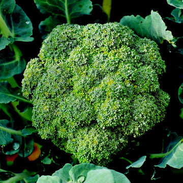Broccoli Dark Green F1 Hybrid Seeds