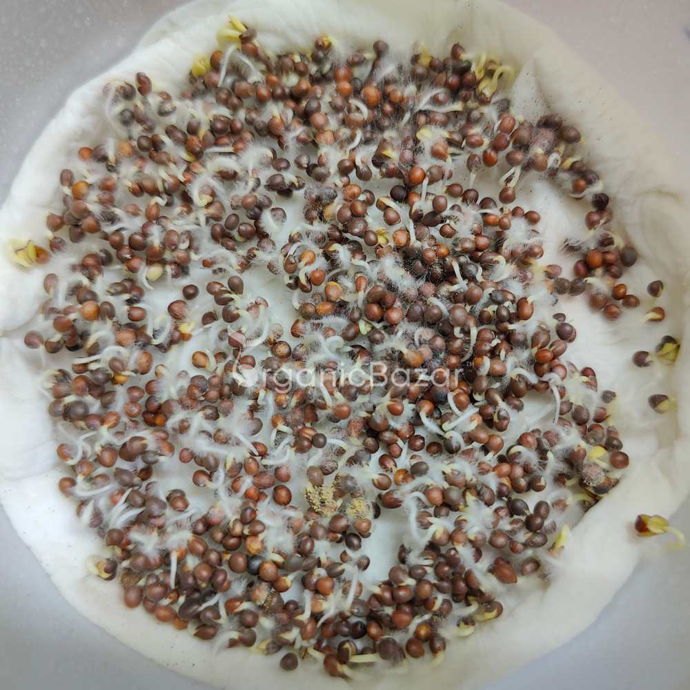 Cabbage Microgreen Seeds