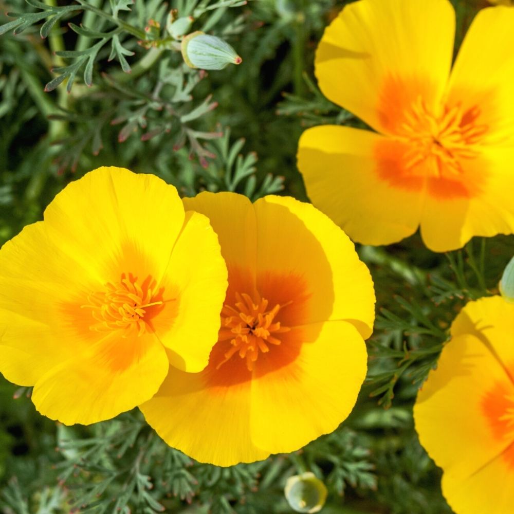 California Poppy Yellow Seeds