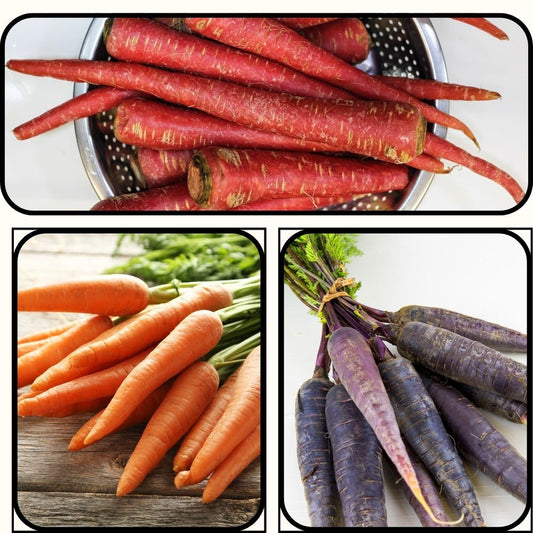 Carrot Seeds