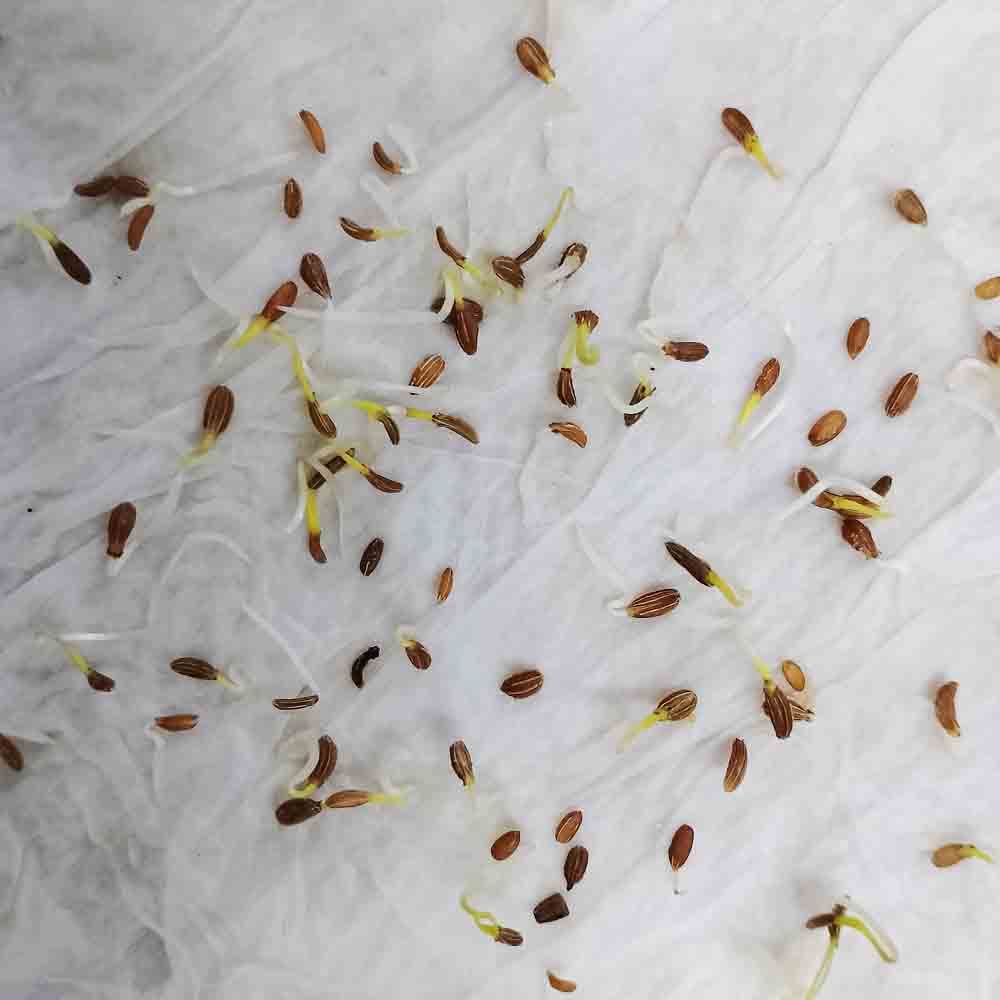 Carrot IMP Karuda Seeds