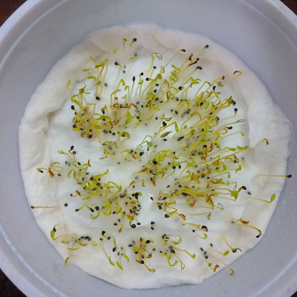 Celosia Cockscomb Dwarf Mix Seeds