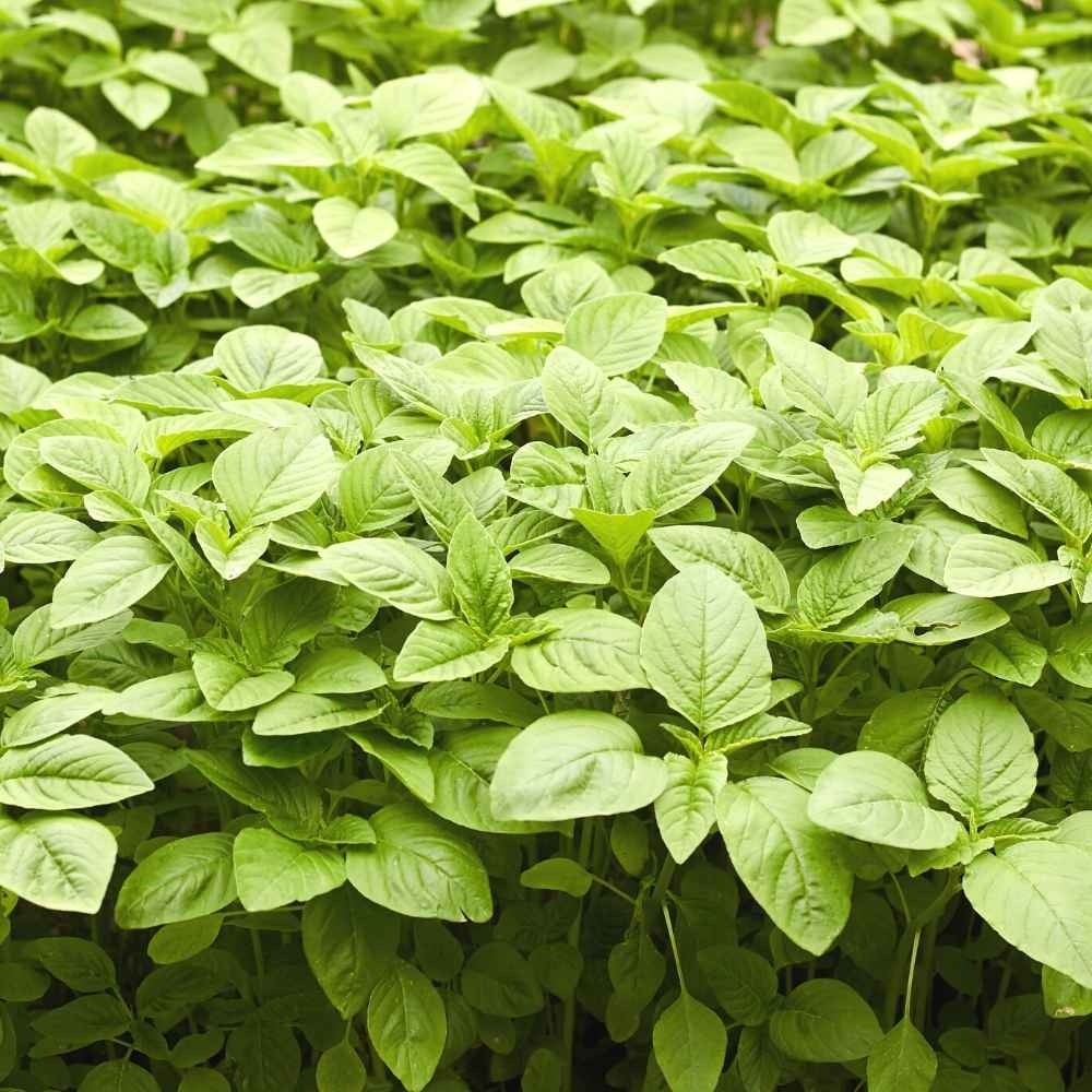 Chaulai Green Amaranth Seeds