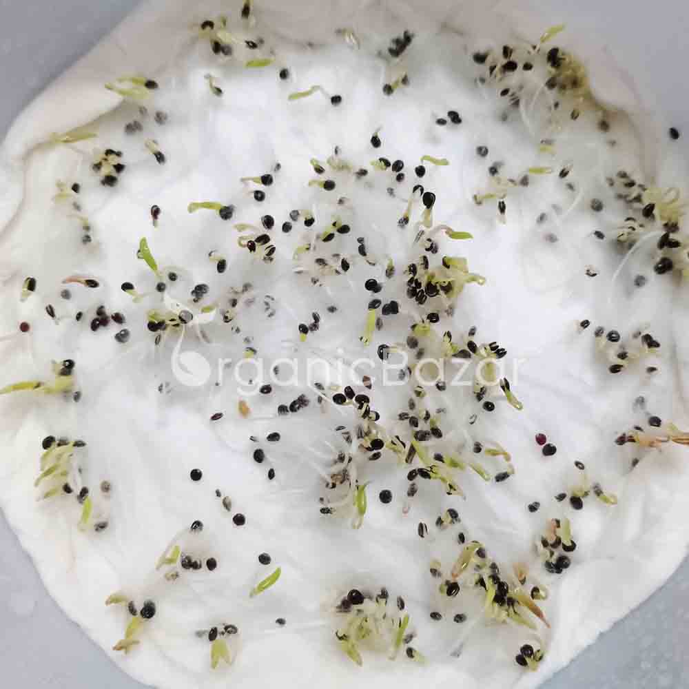 Chaulai Green Amaranth Testing 17-24Nov.Germ.90%