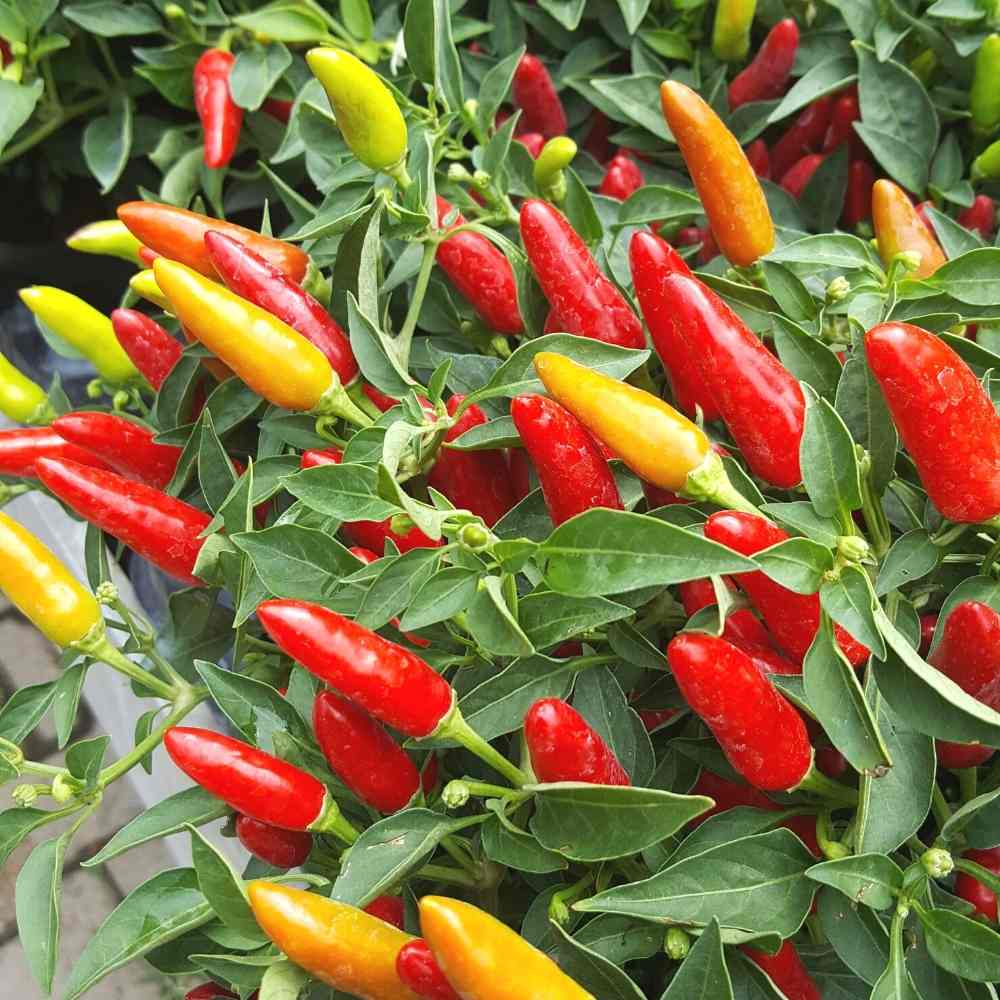 Buy Best Quality Chilli Hot Pepper Os-402 (upright Type) Seeds