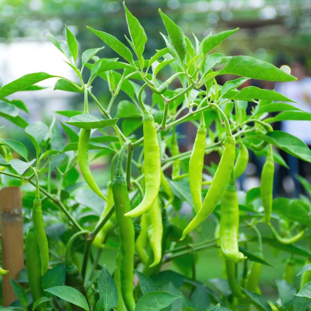 Chilli Seeds Jwala Hybrid
