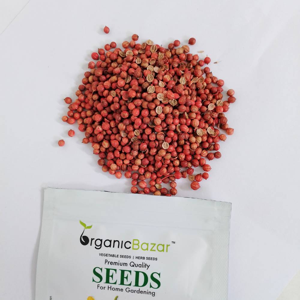 Early Coriander Seeds