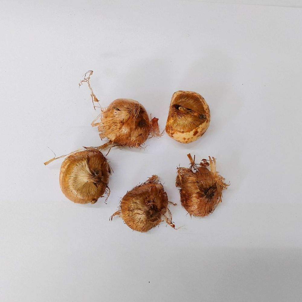 Crocus Jeanne D'arc (White) Flower Bulbs