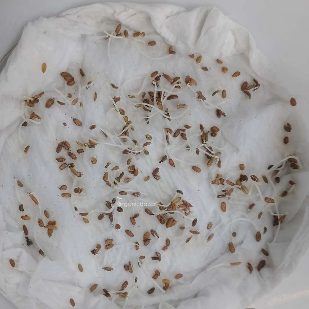 Desi Red Carrot Seeds