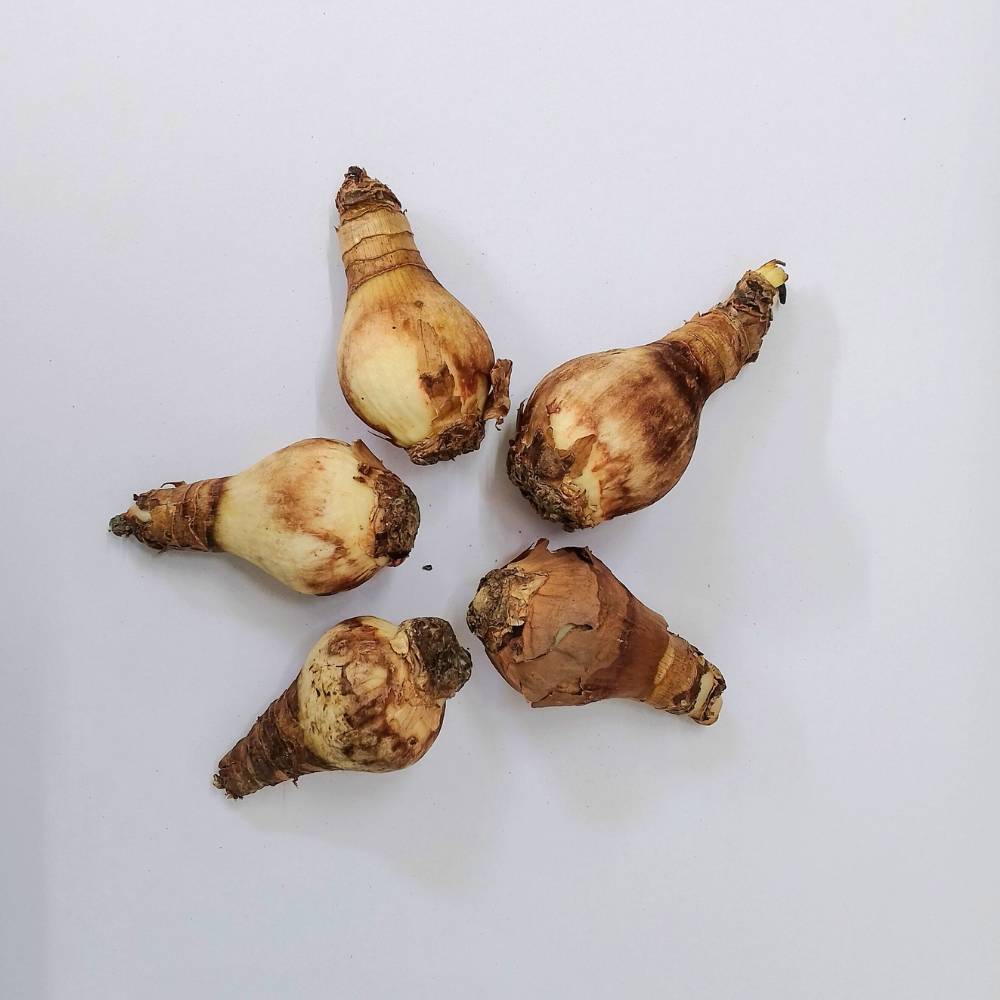 Eucharis Amazonica Flower Bulbs